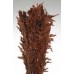 WILD OATS  38" Chocolate- OUT OF STOCK
